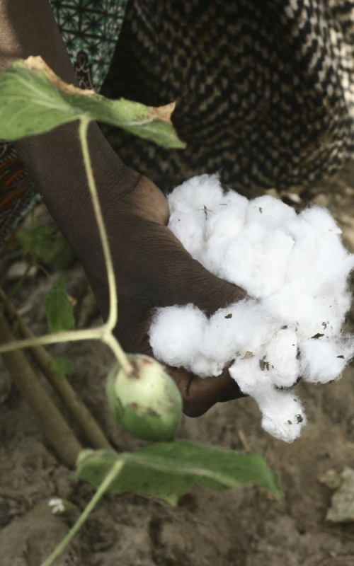 woman take the cotton